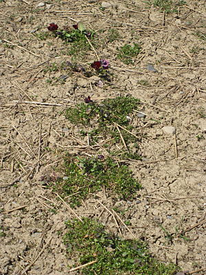 pansy mulched